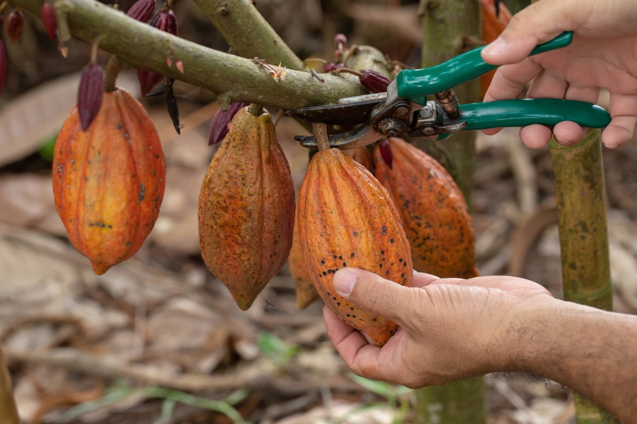 Sustainable cocoa farming
